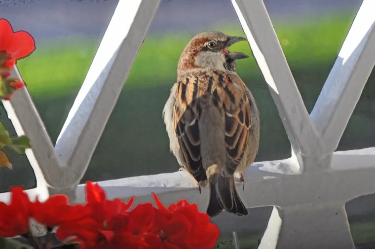 A small songbird perched and singing