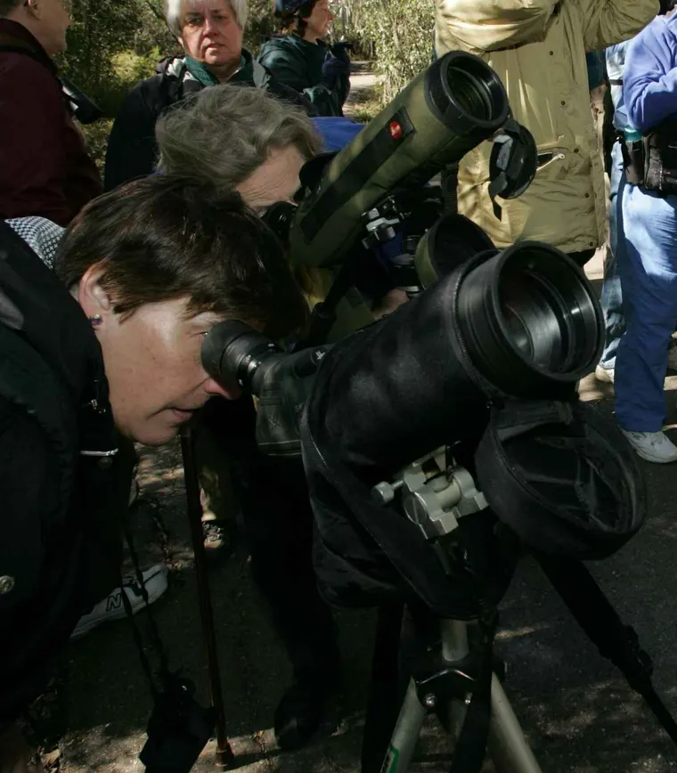 Birdwatchers lined up behind spotting scopes mounted on tripods