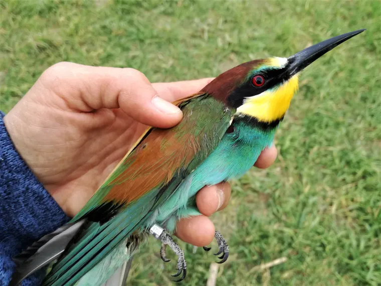 An ornithologist holding a European Bee-eater during a bird-ringing session