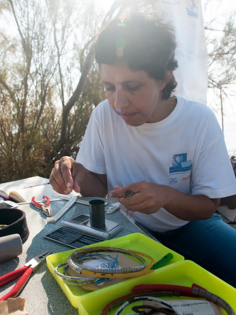 An ornithologist fitting an identification ring to the leg of a small bird