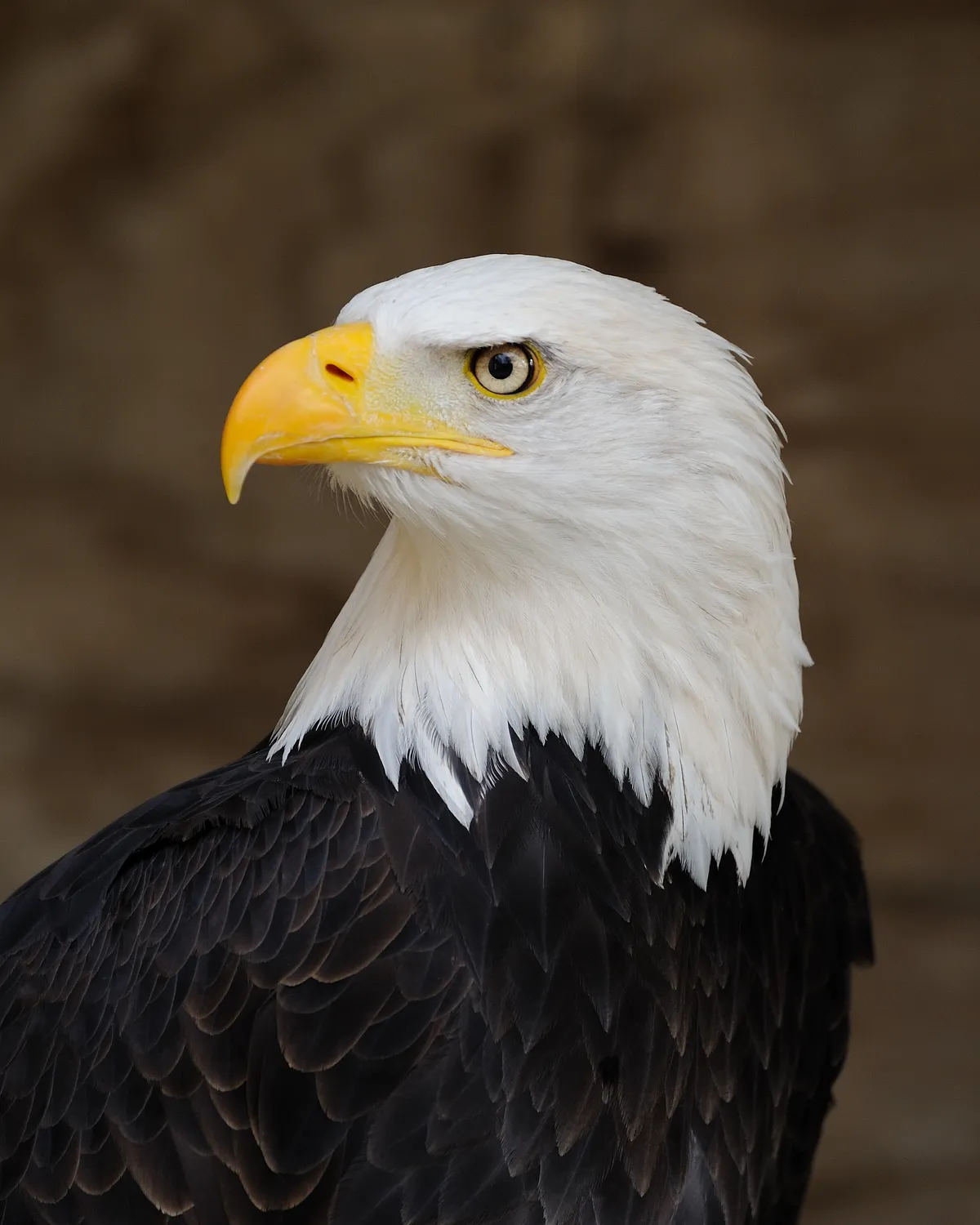 Bald Eagle portrait showing the powerful hooked beak of a raptor