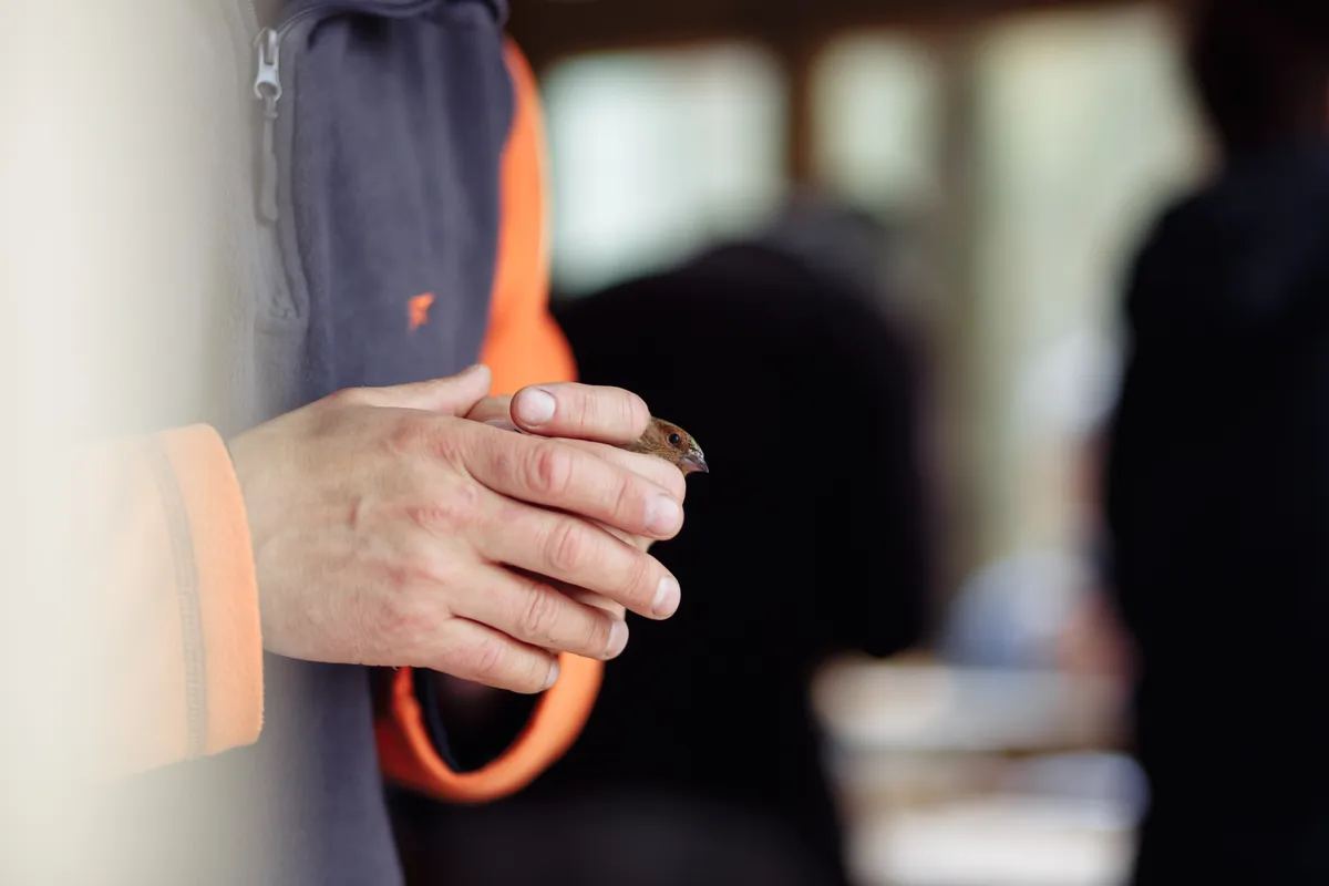 A bird held gently in an ornithologist's hands: citizen observers extend this kind of close attention to millions of sightings a year