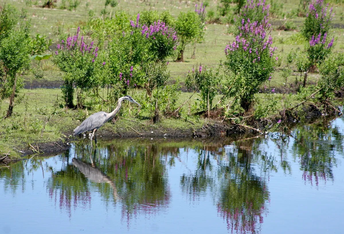 Great Blue Heron at the water's edge, displaying its long dagger-like beak adapted for spearing fish