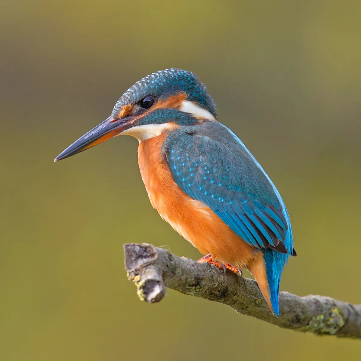 Common Kingfisher perching on a branch, a bird with syndactyl fused toes that aid balance