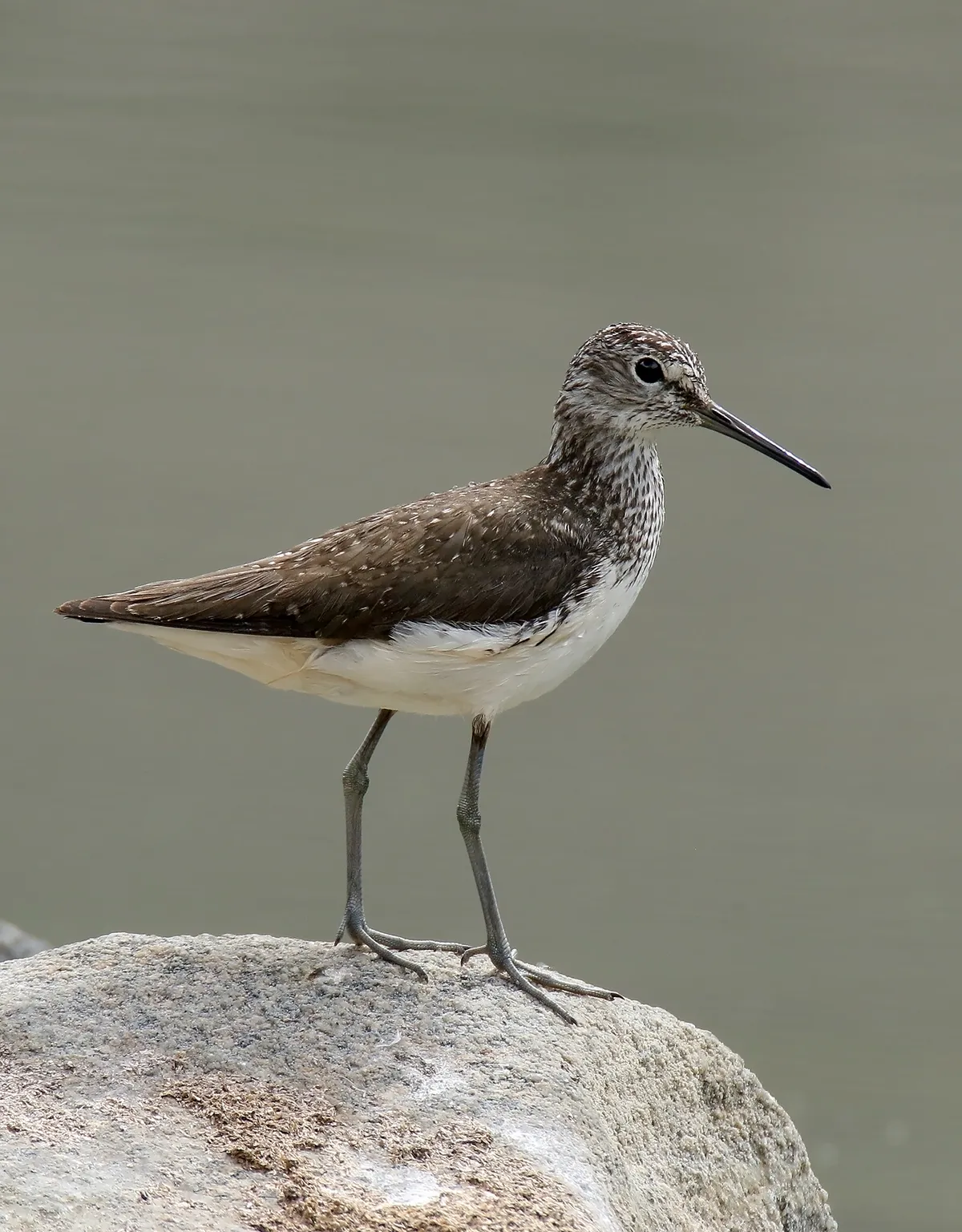 Green Sandpiper showing the long, slender probing beak characteristic of shorebirds