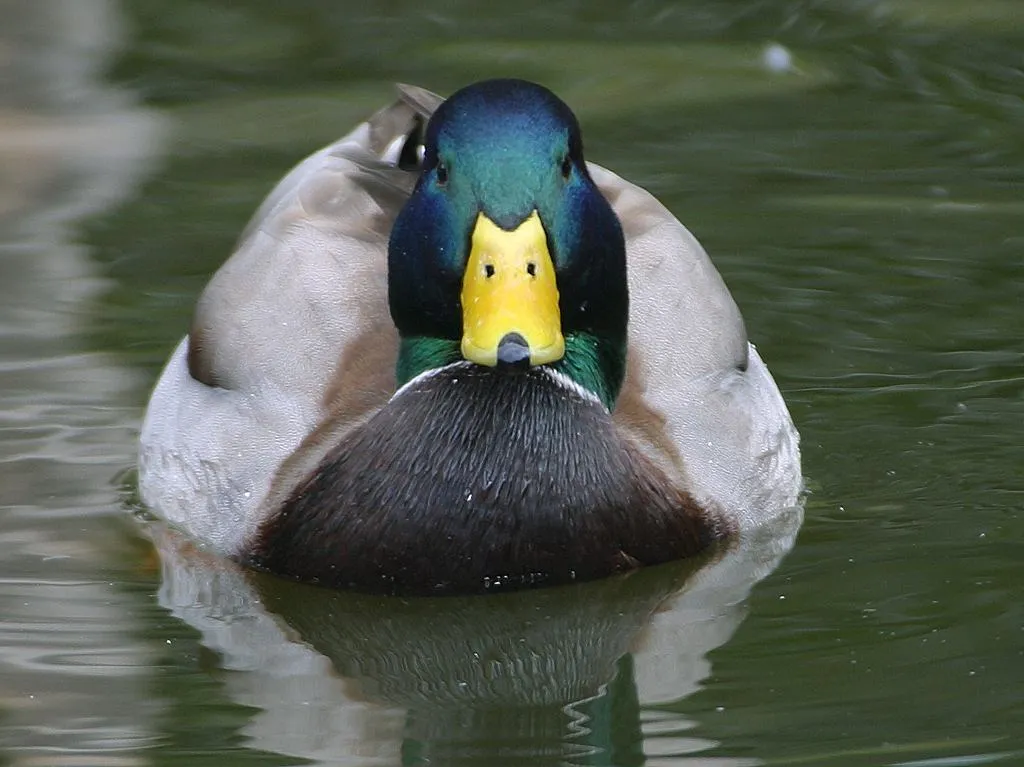 Mallard duck close-up showing the wide, flat filter-feeding bill with comb-like edges
