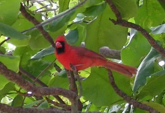 Northern Cardinal showing the classic conical, seed-cracking beak