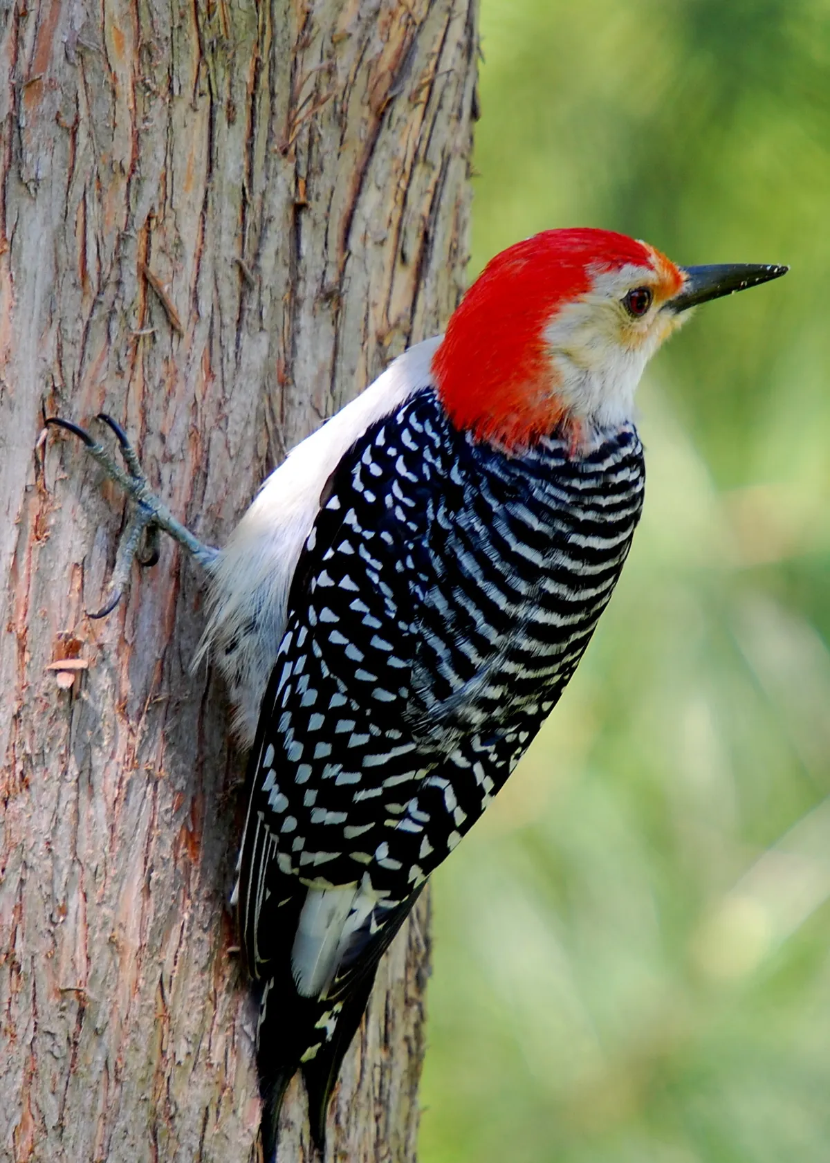 Red-bellied Woodpecker on a tree trunk, showing the straight chisel beak adapted for drilling into wood