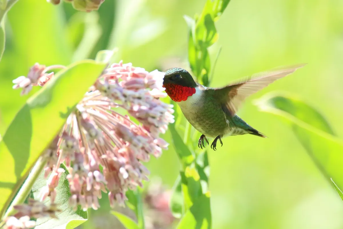 Ruby-throated Hummingbird feeding from a flower, its long curved beak reaching into the bloom