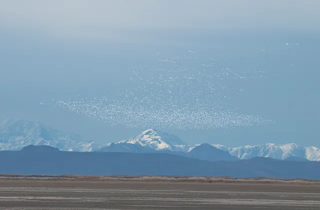 Snow geese filling the sky during migration: movements at this scale are tracked by radar, telemetry, and thousands of citizen observers