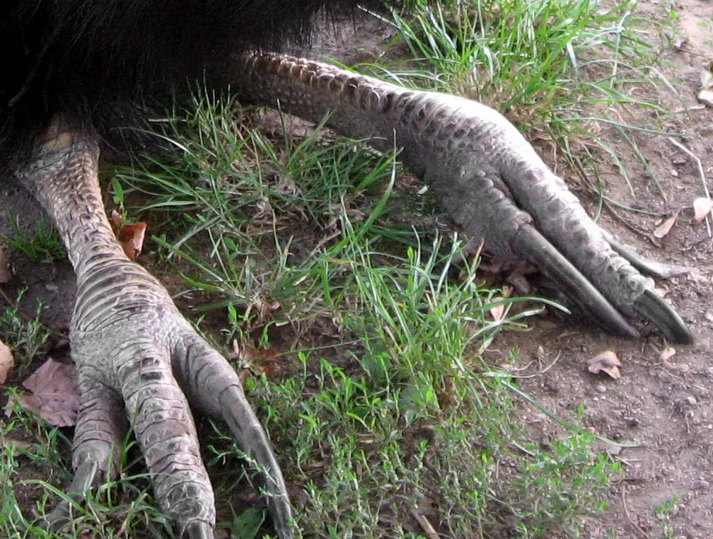 Southern cassowary feet close-up showing thick, powerful toes with a long inner dagger-like claw built for ground movement and defence