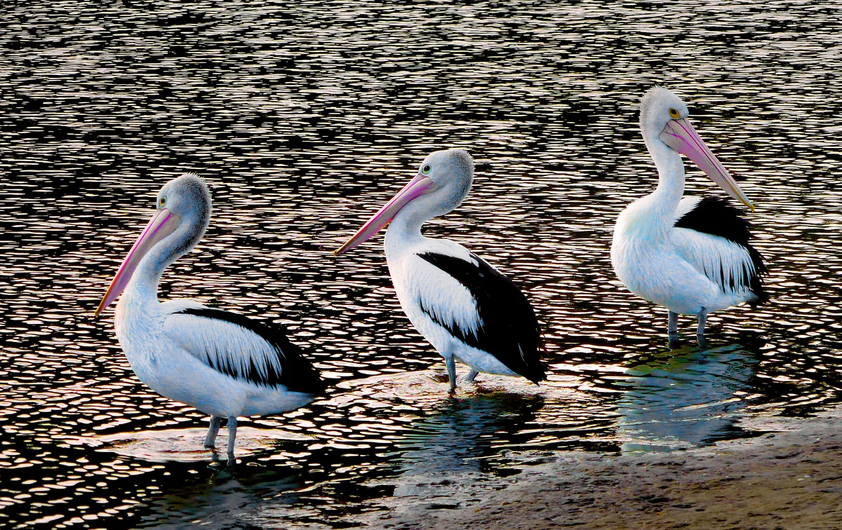 Three Australian pelicans standing in shallow water with their broad webbed feet at the waterline