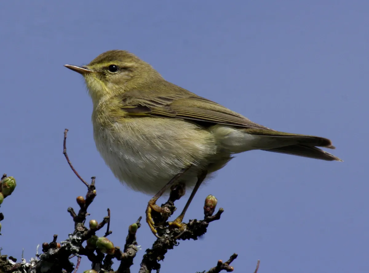 Willow Warbler with its characteristic thin, pointed insectivorous beak
