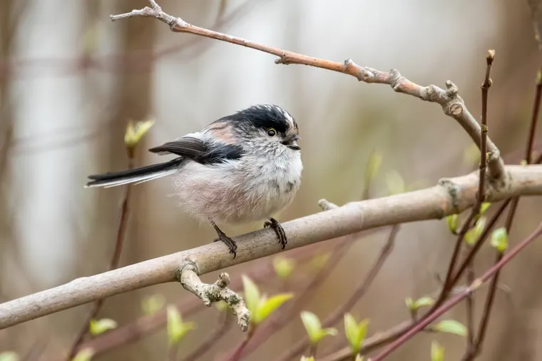 A Long-tailed Tit singing from a bare twig